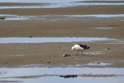 thumbnail Goéland brun