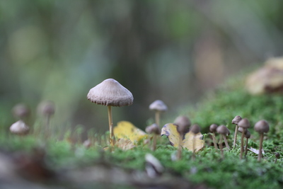 thumbnail Champignon