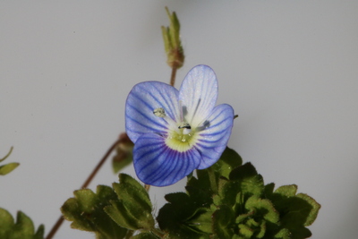 thumbnail Véronique de Perse