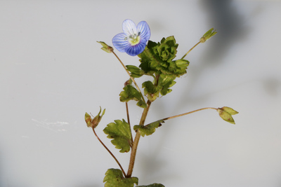 thumbnail Véronique de Perse