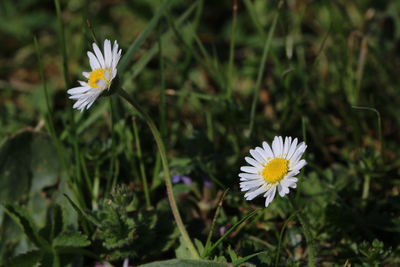 thumbnail Marguerite