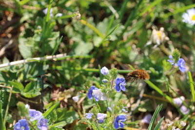 thumbnail Grand bombyle