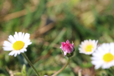 thumbnail Marguerite