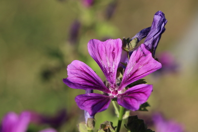 thumbnail Grande mauve