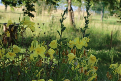 thumbnail Onagre bisanuelle