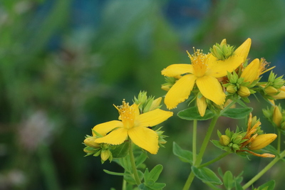 thumbnail Millepertuis commun