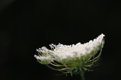 thumbnail Carotte (sauvage)