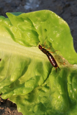 thumbnail Perce-oreille