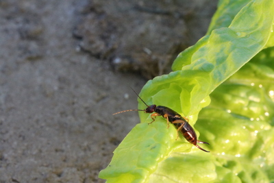 thumbnail Perce-oreille