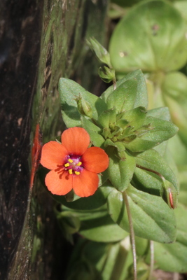 thumbnail Mouron rouge