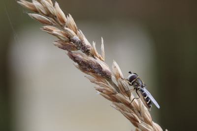 thumbnail Hyménoptère