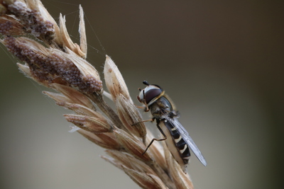 thumbnail Hyménoptère