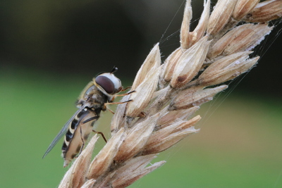 thumbnail Hyménoptère