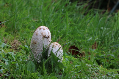 thumbnail Coprin chevelu