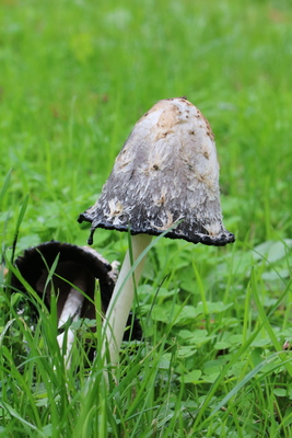 thumbnail Coprin chevelu