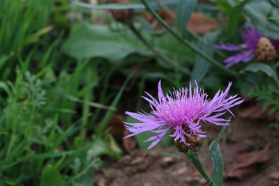 thumbnail Centaurée de Perse