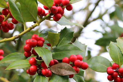 thumbnail Houx commun