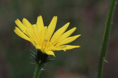 thumbnail Dicotylédone