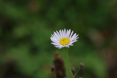 thumbnail Dicotylédone