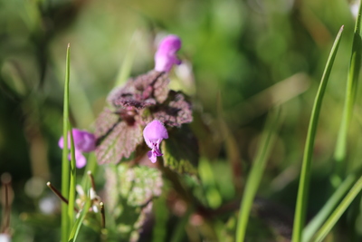 thumbnail Lamier pourpre