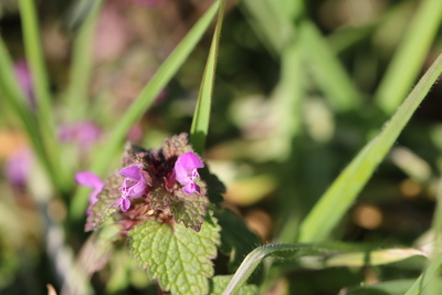 thumbnail Lamier pourpre