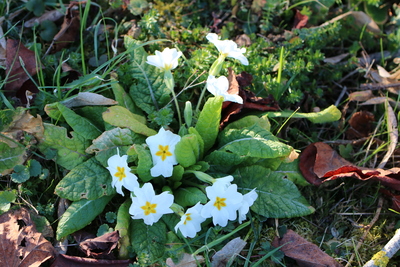 thumbnail Primevère commune