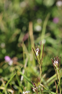 thumbnail Cardamine impatiente
