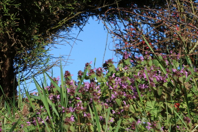 thumbnail Lamier pourpre