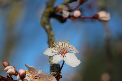 thumbnail Prunier myrobolan