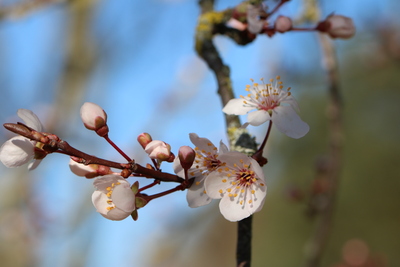 thumbnail Prunier myrobolan