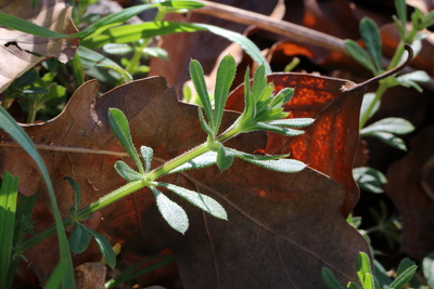 thumbnail Gaillet gratteron