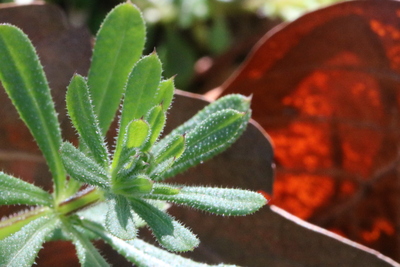 thumbnail Gaillet gratteron