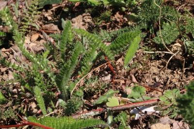 thumbnail Achillée millefeuille