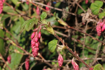 thumbnail Cassis-fleur