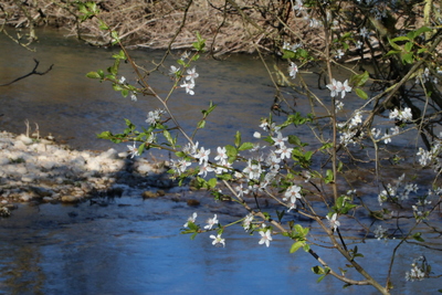 thumbnail Prunier myrobolan