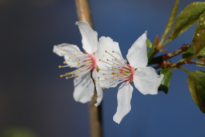 thumbnail Prunier myrobolan