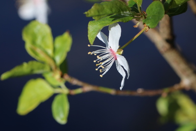 thumbnail Prunier myrobolan