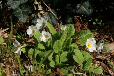 thumbnail Primevère commune