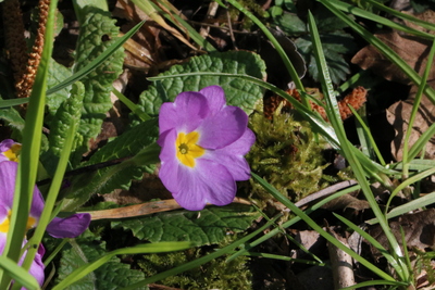 thumbnail Primevère commune