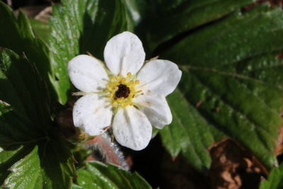 thumbnail Fraisier des bois