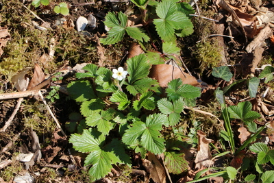 thumbnail Fraisier des bois