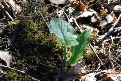 thumbnail Arum tacheté