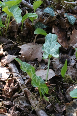 thumbnail Gouet d’Italie