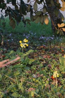 thumbnail Primevère officinale