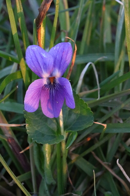 thumbnail Violette odorante